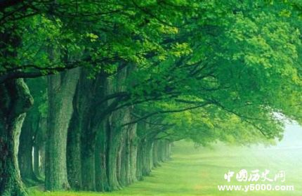 梧桐的寓意梧桐樹為什么能引來金鳳凰？