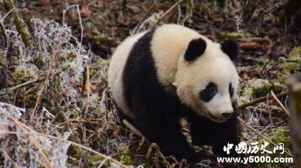 圈養(yǎng)大熊貓琴心小核桃放歸自然大熊貓放歸有什么條件？