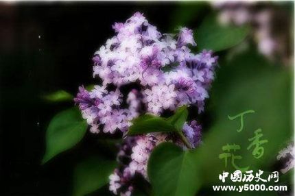 丁香的寓意和象征有關(guān)丁香花的詩(shī)詞有哪些？