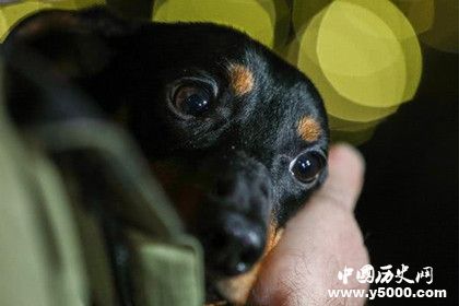 液態(tài)呼吸系統(tǒng)是什么 液態(tài)呼吸系統(tǒng)是誰發(fā)明的？