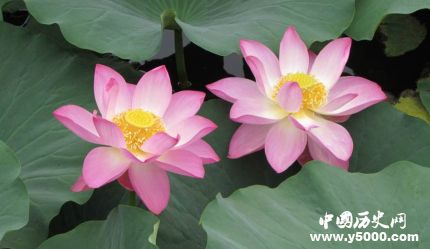 蓮花的寓意和象征蓮花為什么成為佛教的象征？