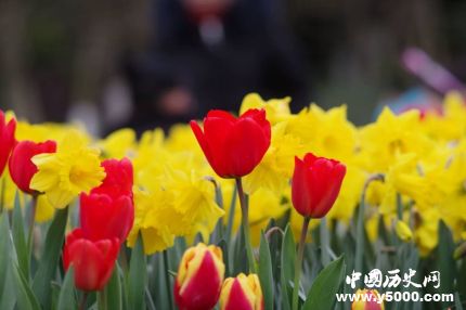 郁金香的花語(yǔ)和寓意郁金香適合送給什么人？