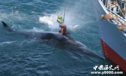 日將重啟商業(yè)捕鯨日本捕鯨發(fā)展歷史簡介