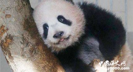 旅日熊貓香香歸還旅日熊貓香香資料簡介