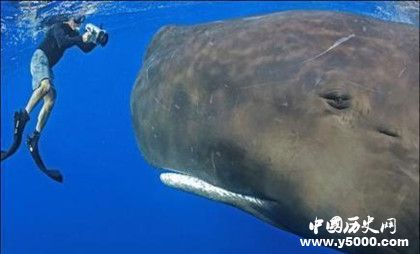 抹香鯨資料介紹 抹香鯨為什么潛水能力那么強(qiáng) 抹香鯨資料介紹 抹香鯨為什么潛水能力那么強(qiáng)