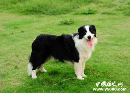 牧羊犬資料介紹 牧羊犬特征 牧羊犬怎么養(yǎng)