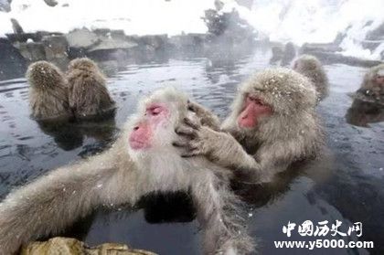 東北人為什么喜歡搓澡東北人搓澡的習(xí)俗是怎么來的