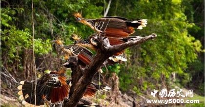 亞馬孫熱帶雨林地理位置氣候環(huán)境介紹