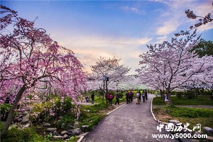 武大櫻花5G直播武大櫻花5G直播有什么不一樣