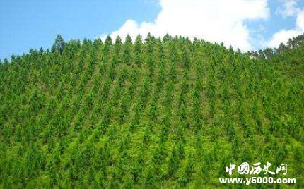 中國(guó)成人工造林最多國(guó)家人工造林有什么特點(diǎn)和原則？