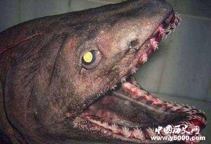 海洋深處有什么生物海洋深處是什么樣子