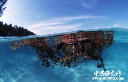 馬尾藻海地理位置 馬尾藻海形成原因資料介紹