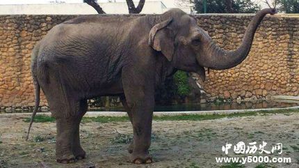 世上最悲傷大象去世圈養(yǎng)43年終年47歲