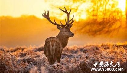 挪威人是怎么過(guò)圣誕節(jié)的傳統(tǒng)的挪威圣誕節(jié)習(xí)俗有哪些