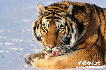 東北虎林園簡介東北虎林園發(fā)展史介紹東北虎林園景點(diǎn)介紹