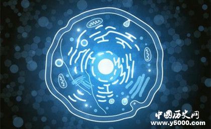 人類是如何形成的？形成人類的基礎條件有哪些？