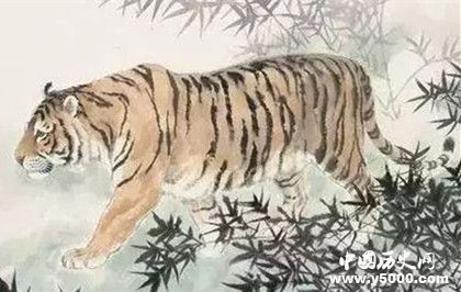 生肖虎簡(jiǎn)介生肖虎是怎么來(lái)的生肖虎的性格特點(diǎn)