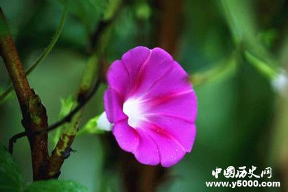 植物的壽命為什么那么長植物是長生不老的嗎