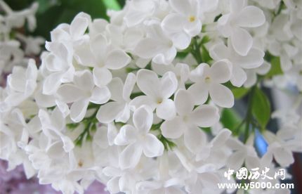 丁香的寓意和象征有關(guān)丁香花的詩(shī)詞有哪些？