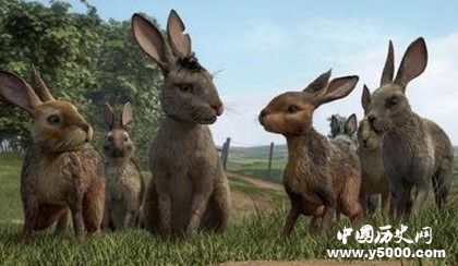 英劇《兔子共和國》劇情內(nèi)容介紹主題曲叫什么原著內(nèi)容介紹 英劇《兔子共和國》劇情內(nèi)容介紹主題曲叫什么原著內(nèi)容介紹