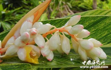 豆蔻年華是指多少歲豆蔻為什么指少女？