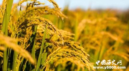 沈?qū)W年生平簡介沈?qū)W年的成就如何評價沈?qū)W年？