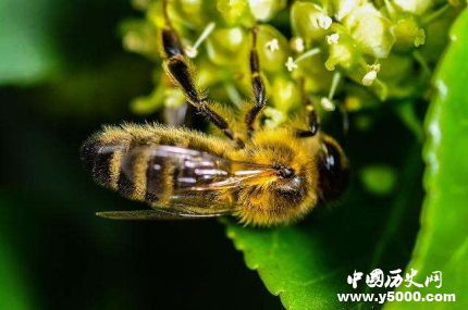 全球昆蟲數(shù)目減少詳情原因介紹全球哪些昆蟲數(shù)目減少嚴重？