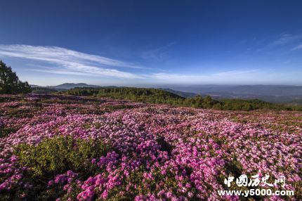 杜鵑的寓意和象征家里為什么不放杜鵑花？