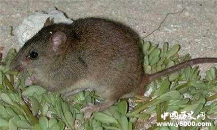 珊瑚裸尾鼠已滅絕全球十大滅絕的動物有哪些？