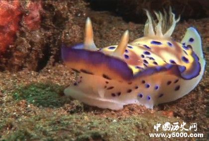 海底玫瑰園地理位置詳情資料 海底玫瑰園是什么樣的