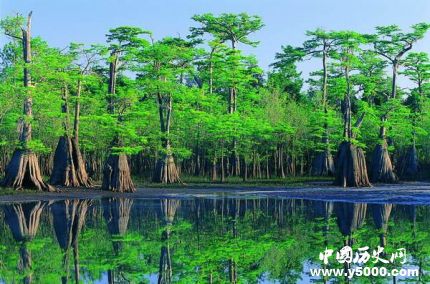 世界森林日資料簡介世界森林日活動(dòng)主題有哪些？