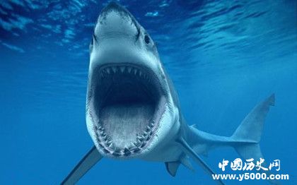 鯊魚抗癌之謎：鯊魚為什么不會(huì)得癌癥