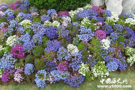 滿天星的花語和寓意滿天星適合送什么人？