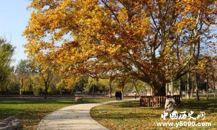 梧桐的寓意梧桐樹(shù)為什么能引來(lái)金鳳凰？