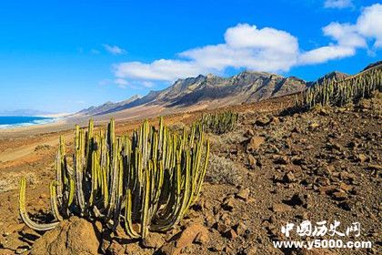 步行仙人掌是如何進行移動的為什么能夠行走