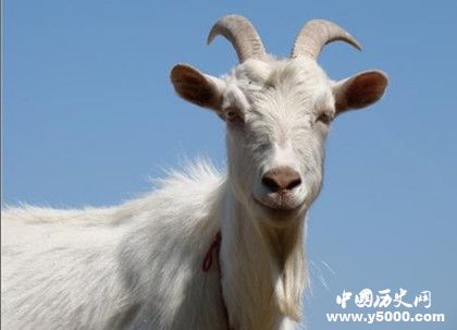 動物能分辨各種顏色嗎 動物的視覺是什么樣的