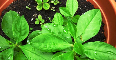 菜參圖片，圖解什么是菜參