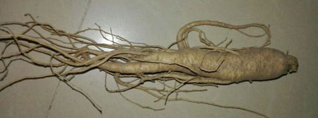 菜參圖片，圖解什么是菜參