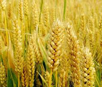 小麥的功效與作用 小麥怎么做好吃 小麥的選購技巧