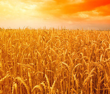 小麥的營養(yǎng)成分 小麥的藥用價(jià)值 小麥麥麩的功效