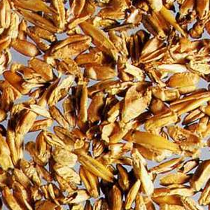 浮小麥的副作用 浮小麥作用與功效 浮小麥怎么吃有營養(yǎng)