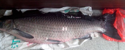 什么是青魚，草魚和青魚的區(qū)別圖片