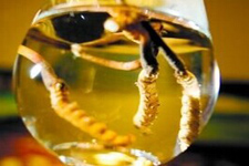 蟲草怎么吃最好