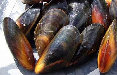 貽貝是海虹嗎，圖解貽貝、海虹和淡菜有什么區(qū)別