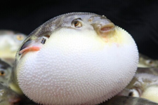 河豚魚(yú)的做法