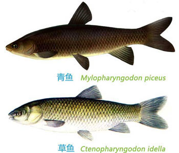 什么是青魚，草魚和青魚的區(qū)別圖片