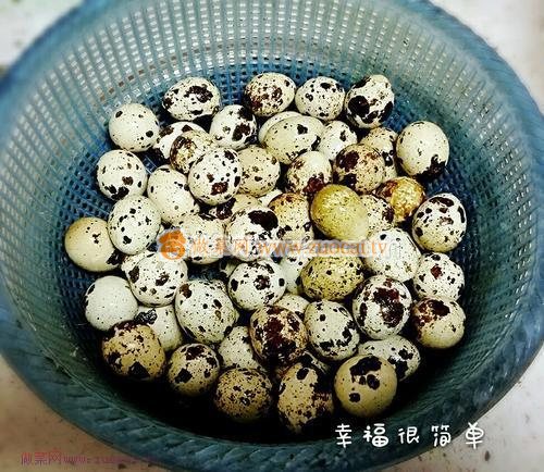 養(yǎng)生壺五香茶葉鵪鶉蛋的做法