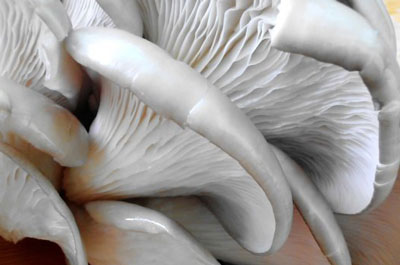 平菇要怎么處理做菜才好吃，處理平菇的正確方法