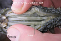 如何泡發(fā)海參的做法步驟4