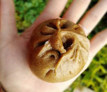 黑小麥的營養(yǎng)價值 黑小麥?zhǔn)鞘裁?黑小麥與普通小麥的區(qū)別